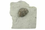 Wide, Enrolled Eldredgeops Trilobite - Ohio #270287-1